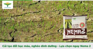 Cải tạo đất - Tăng năng suất cây trồng