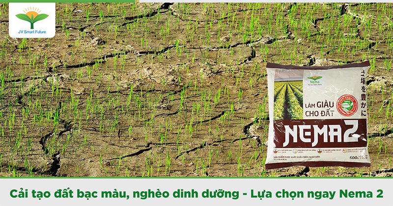 Cải tạo đất - Tăng năng suất cây trồng