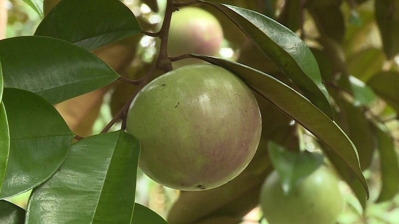 Dùng Nema có gây nguy hại cho đất không