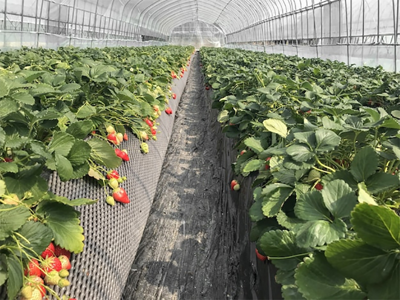 Thực tiễn và triết lý nông nghiệp hữu cơ Nhật Bản