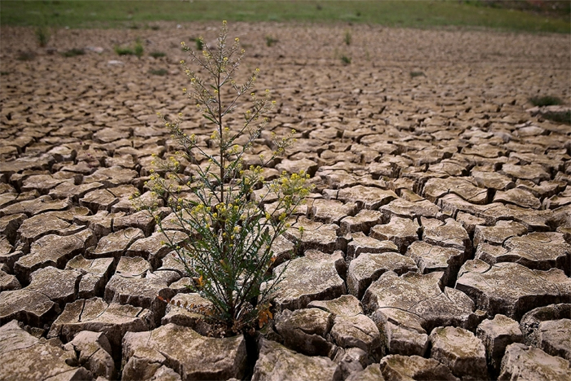 cải tạo đất cằn