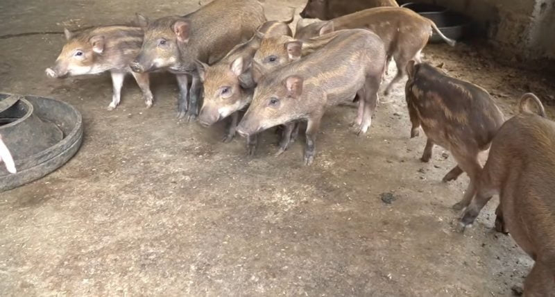 Chăn nuôi hiệu quả với Nema 1