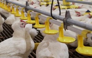 Với Nema 1, bà con nông dân hoàn toàn có thể sử dụng để tăng sức đề kháng cho động vật bằng đường uống.