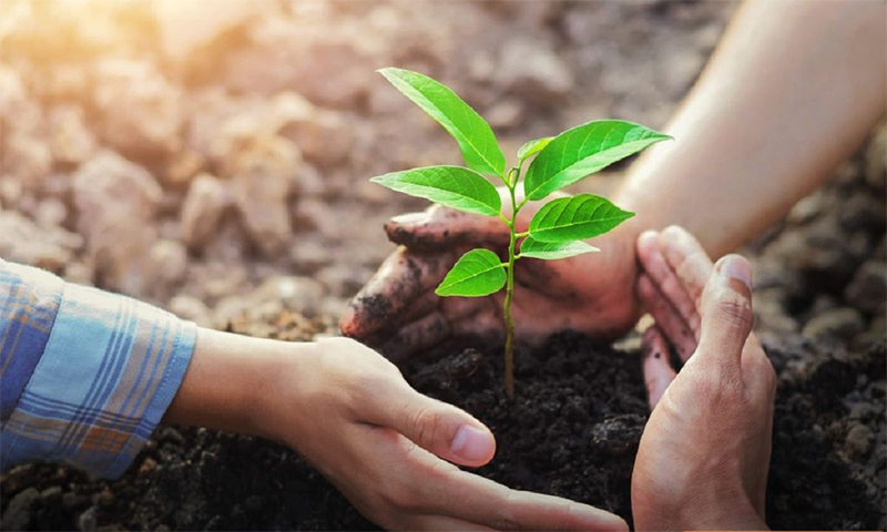 Nema 2 đã được các nhà khoa học Nhật Bản chứng minh có vai trò quan trọng, hữu hiệu trong việc cải tạo chất lượng đất cũng như nâng cao hiệu quả trồng trọt trong nông nghiệp.