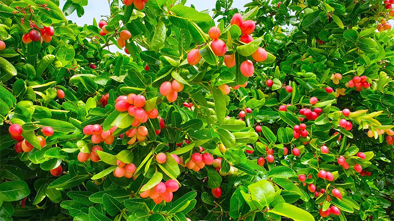 nema 2 tăng đề kháng cây ăn quả 