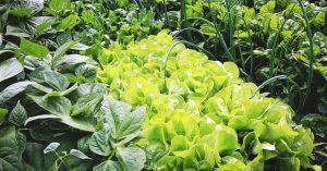 cải tạo đất trồng