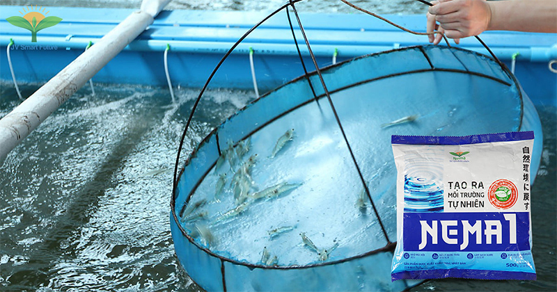 thành phần công dụng nema 1