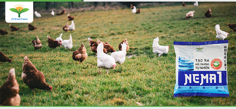 thành phần công dụng nema 1