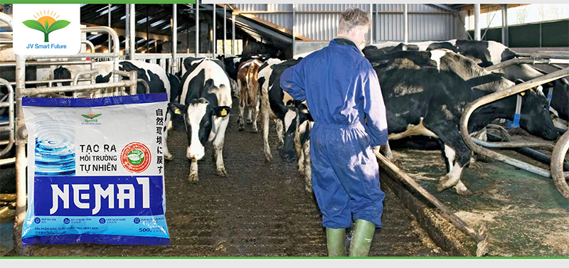 thành phần công dụng nema 1