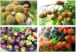 Nema 2: Thông tin về thành phần, công dụng với đất & cây trồng